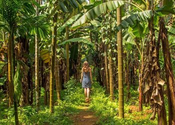 Spice Plantation